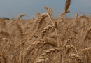 Agropartner Sp z o.o: produkcja i sprzedaż zbóż, sprzedaż słonecznika, rzepaku, produkcja buraków cukrowych, sprzedaż kukurydzy Olszanica,Dolnośląskie