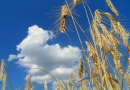 Agropartner Sp z o.o: produkcja i sprzedaż zbóż, sprzedaż słonecznika, rzepaku, produkcja buraków cukrowych, sprzedaż kukurydzy Olszanica,Dolnośląskie